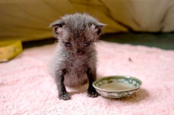 newborn kitten abandoned rescue