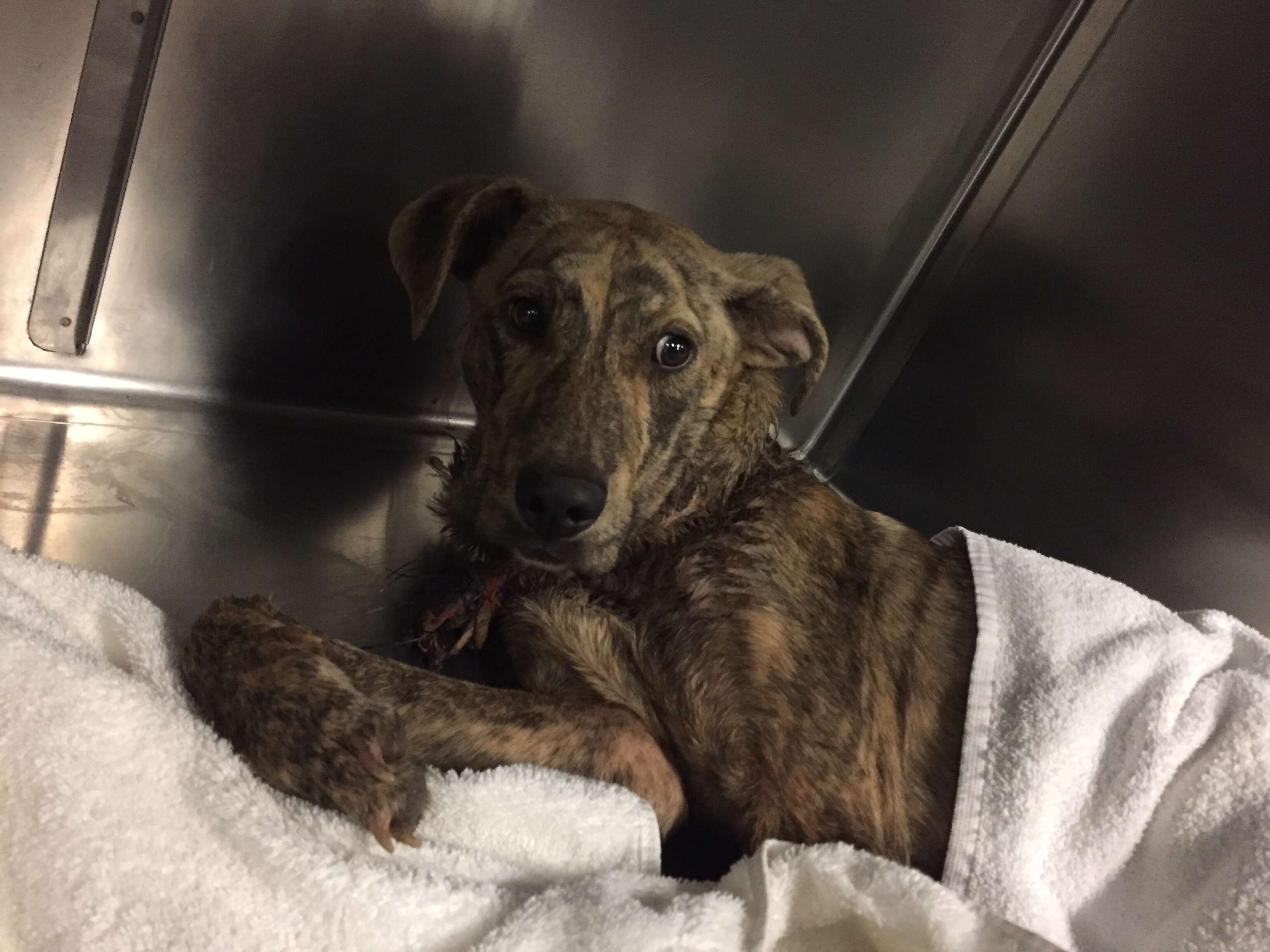 Dog inside kennel at vet clinic