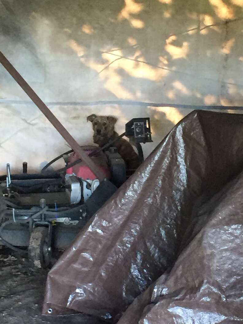 Stray dog hiding in the back of a storage tent