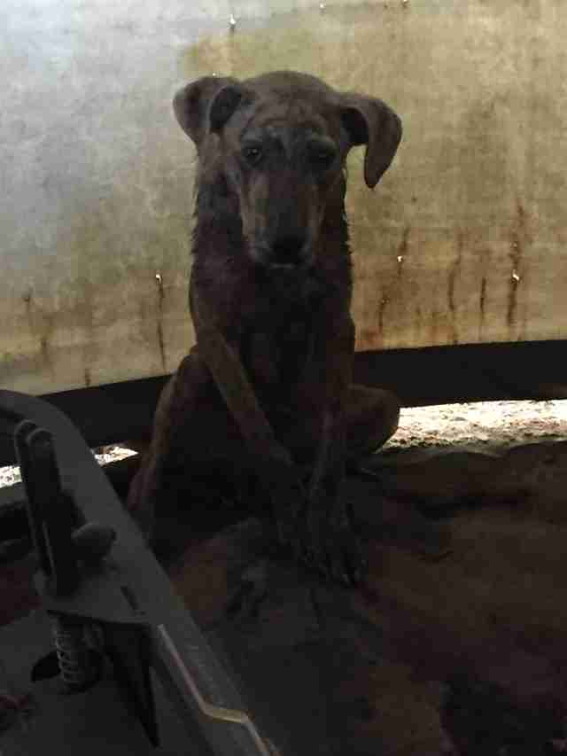 Perro callejero escondido en la parte posterior de una tienda de almacenamiento
