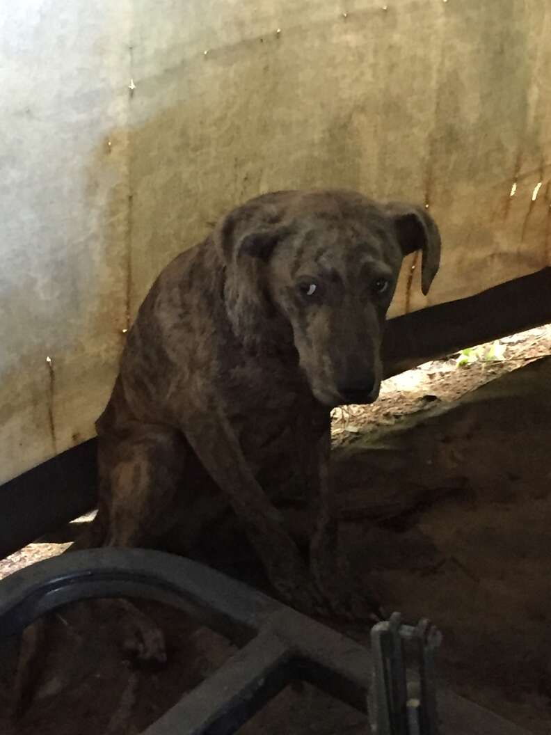 Stray dog cowering at the back of a storage tent