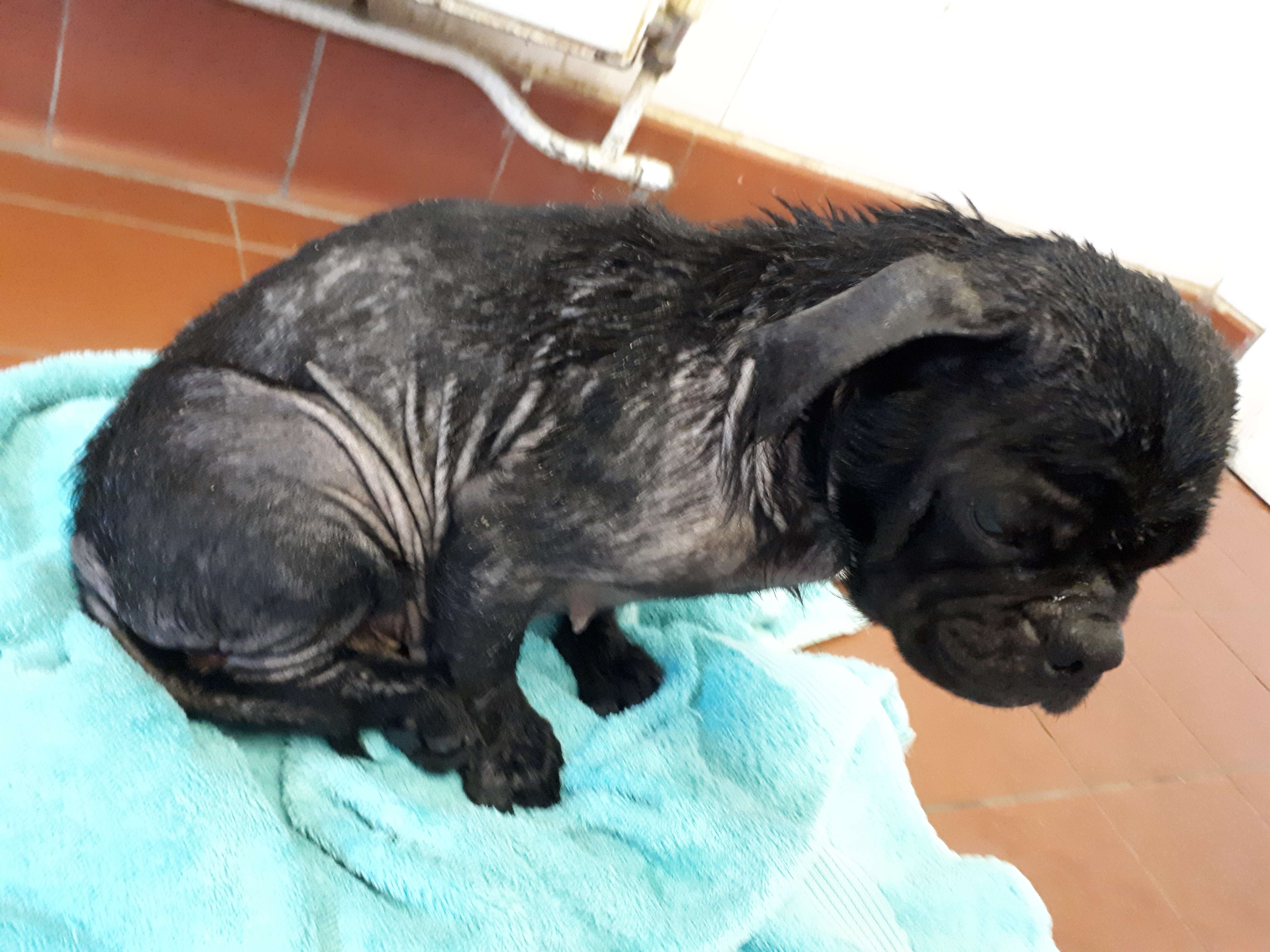pug used for breeding thrown from car