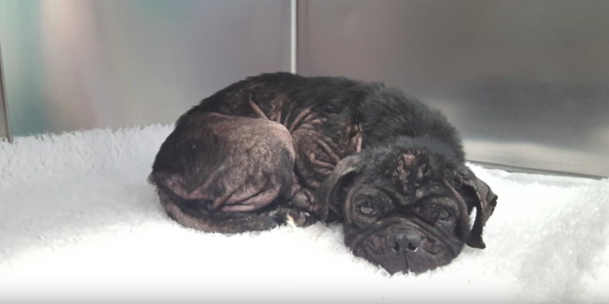 Pug Used For Breeding Thrown From Car When She Couldn't Have Any More  Puppies