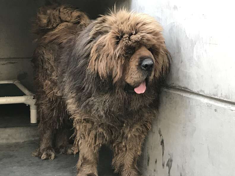 Tibetan mastiff inside a Chinese dog shelter