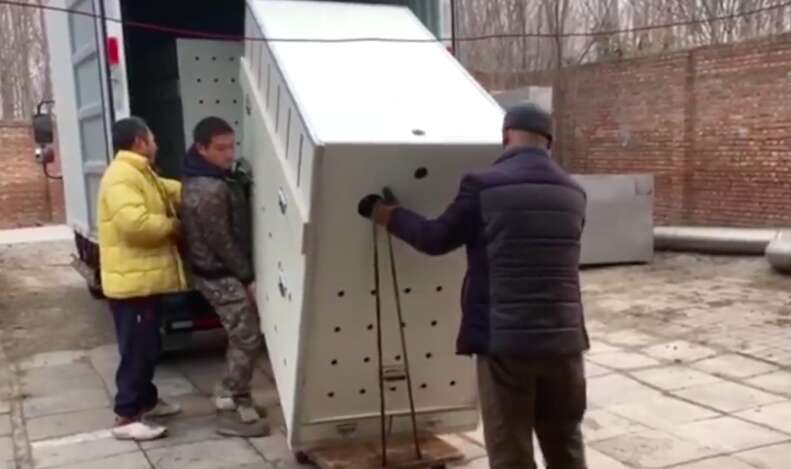 People loading large dog crates onto truck