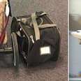French bulldog in carrier before dying on United Airlines flight
