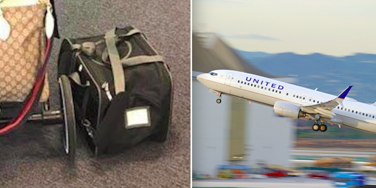 Dog Forced Into Overhead Compartment Dies On United Airlines Flight ...