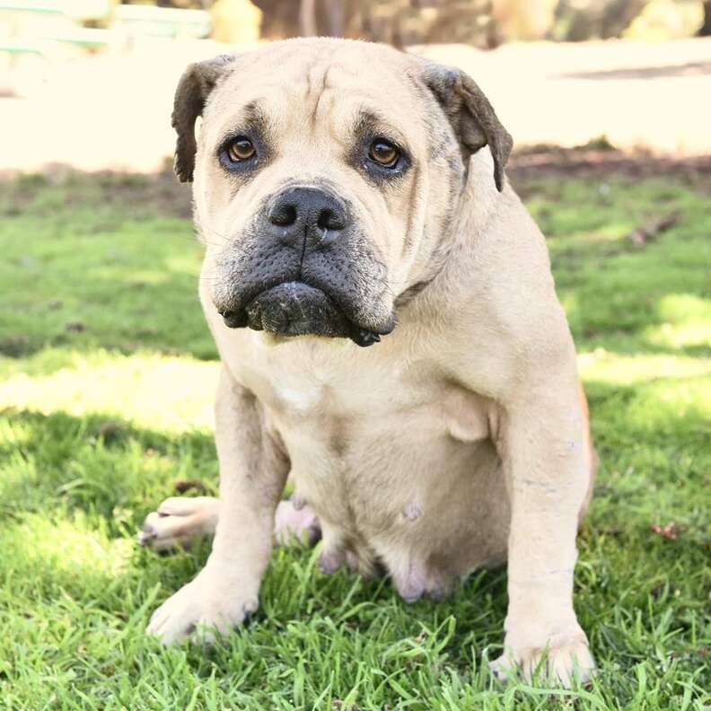 buldog rescue mexico