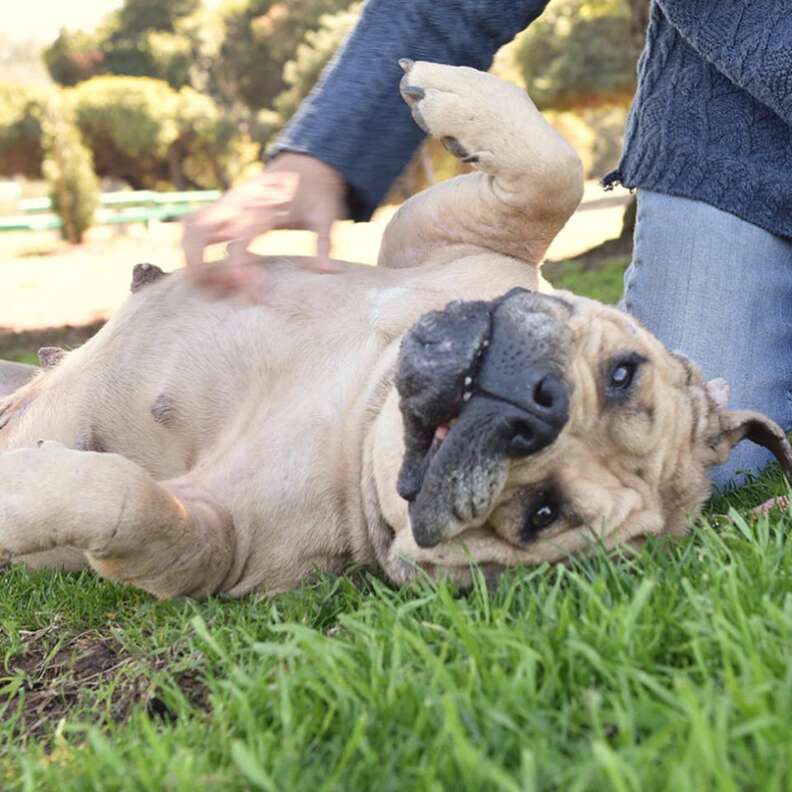 rescued bulldog bait dog california