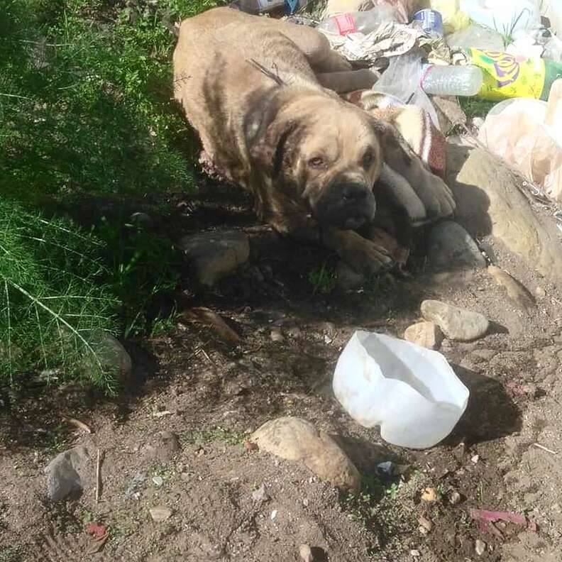 bulldog bait dog dumped rescue mexico