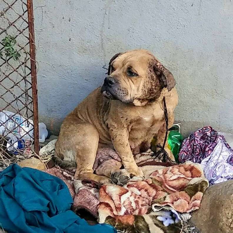 bulldog bait dog rescue mexico