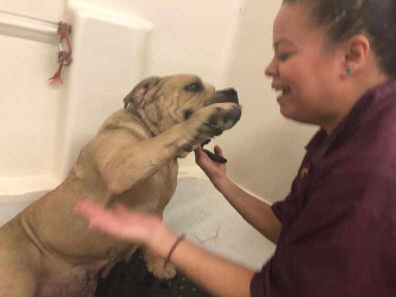 bait dog rescue mexico