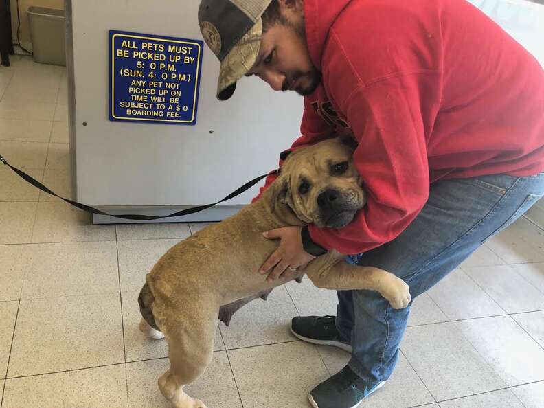 bait dog rescue bulldog mexico