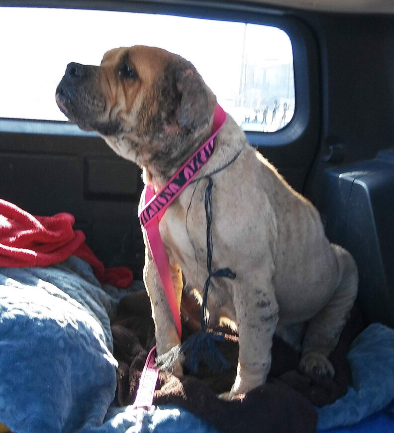 dog rescue bait dog mexico