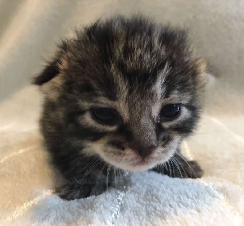 Man Finds Cat Bed In Park With Four Tiny Kittens Inside - The Dodo