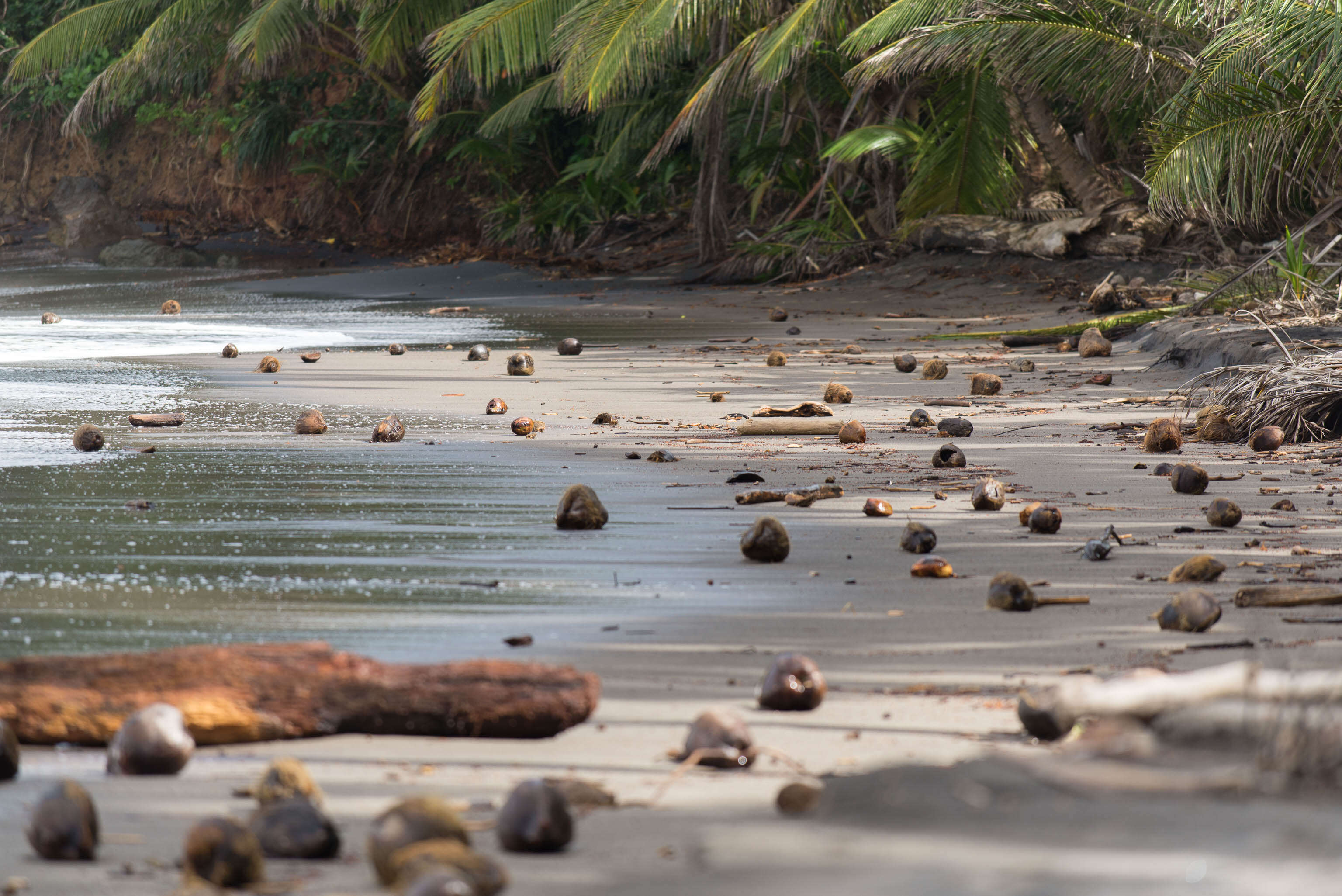 Number One Beach, Dominica, Caribbean