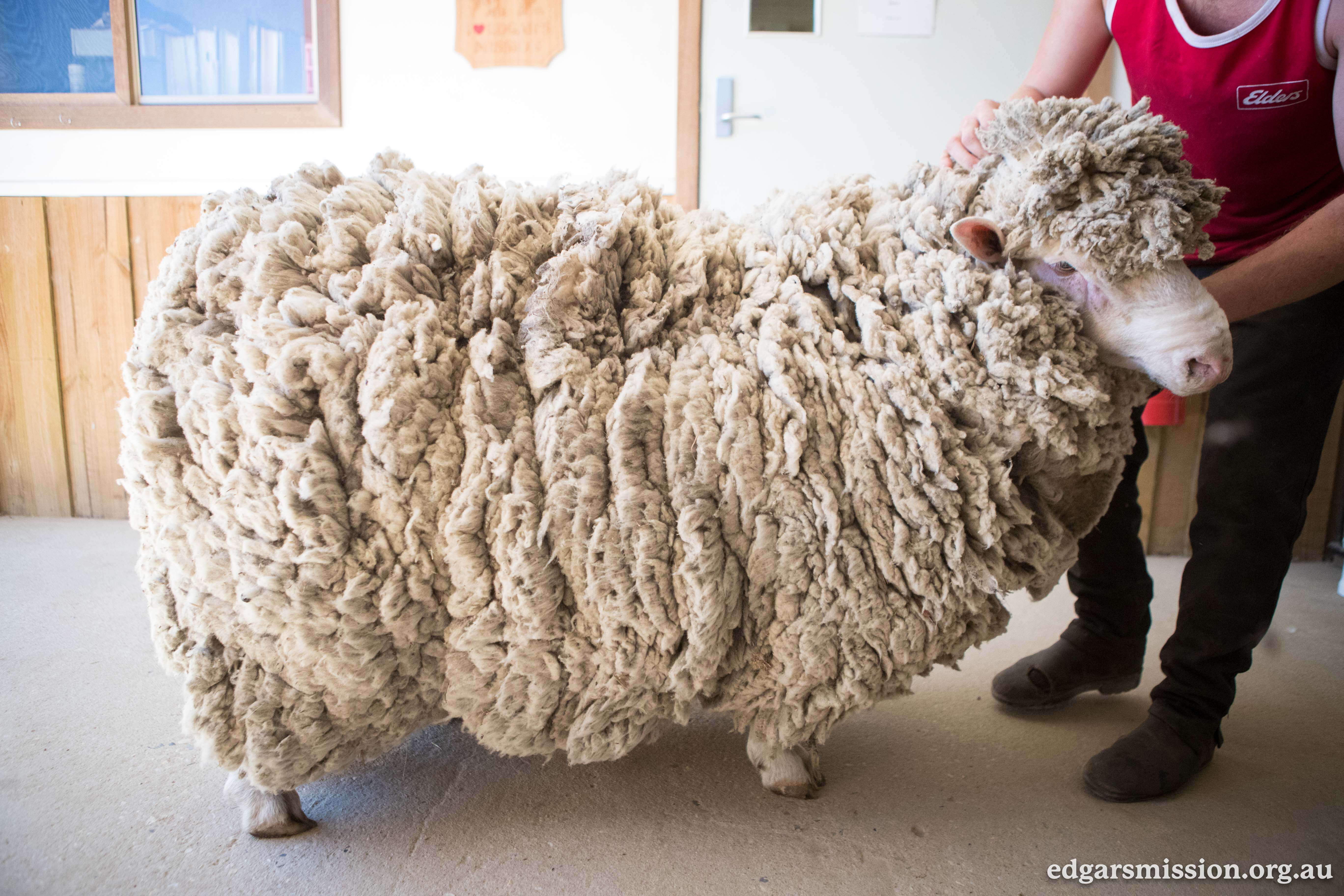 Sheep with overgrown fleece