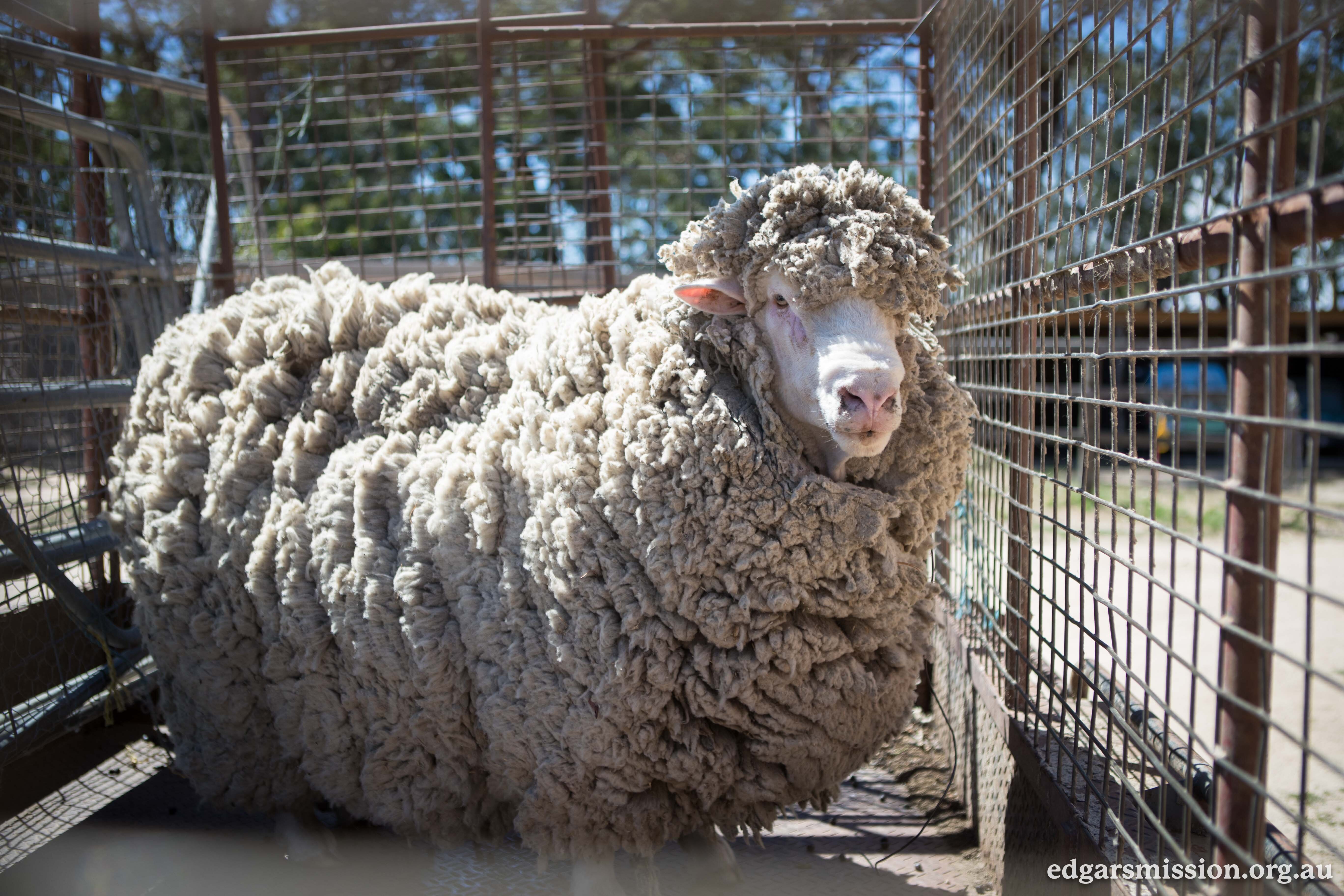 Rescuers Shear Australian Sheep With Dangerously Overgrown Fleece The