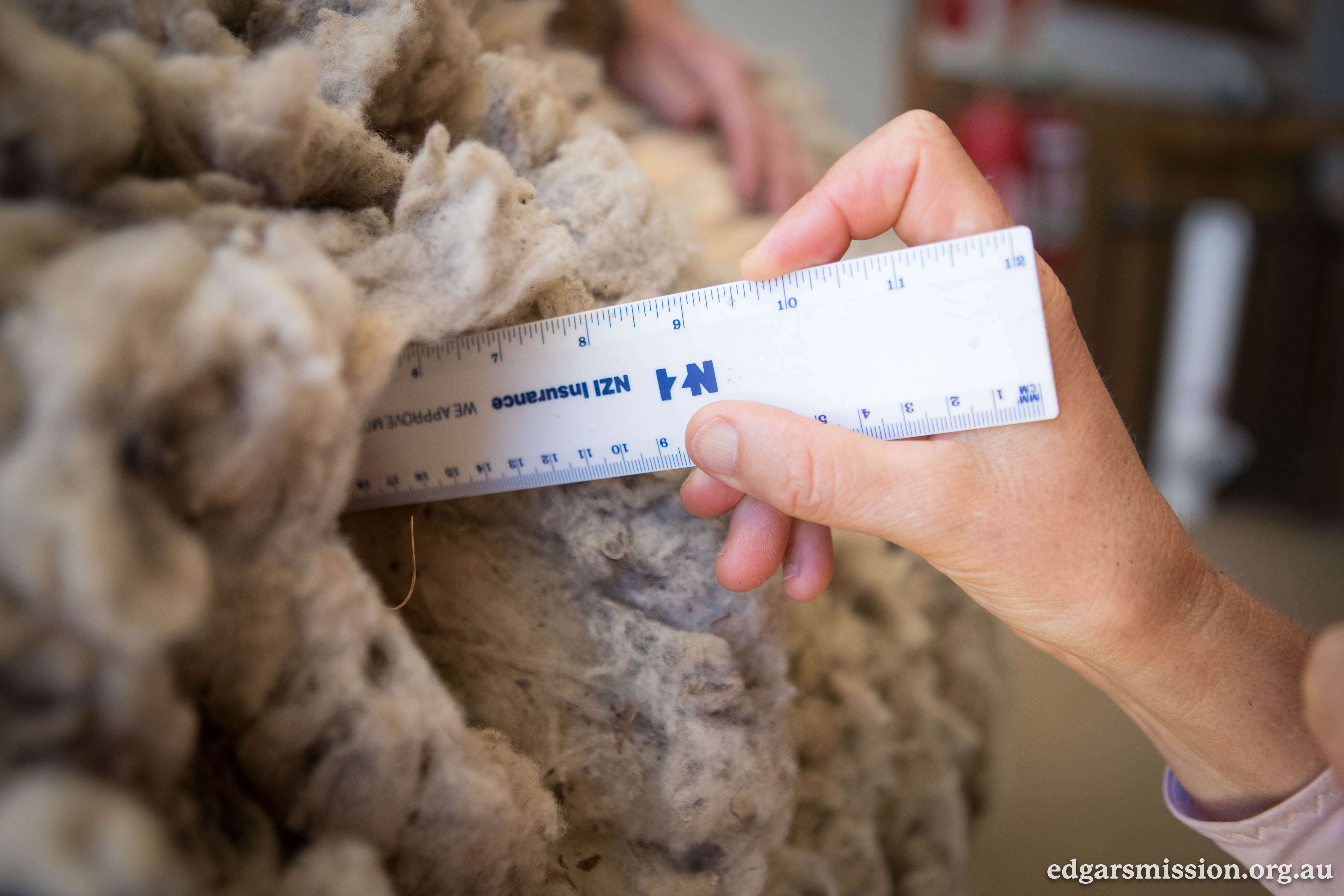 Person measuring sheep fleece