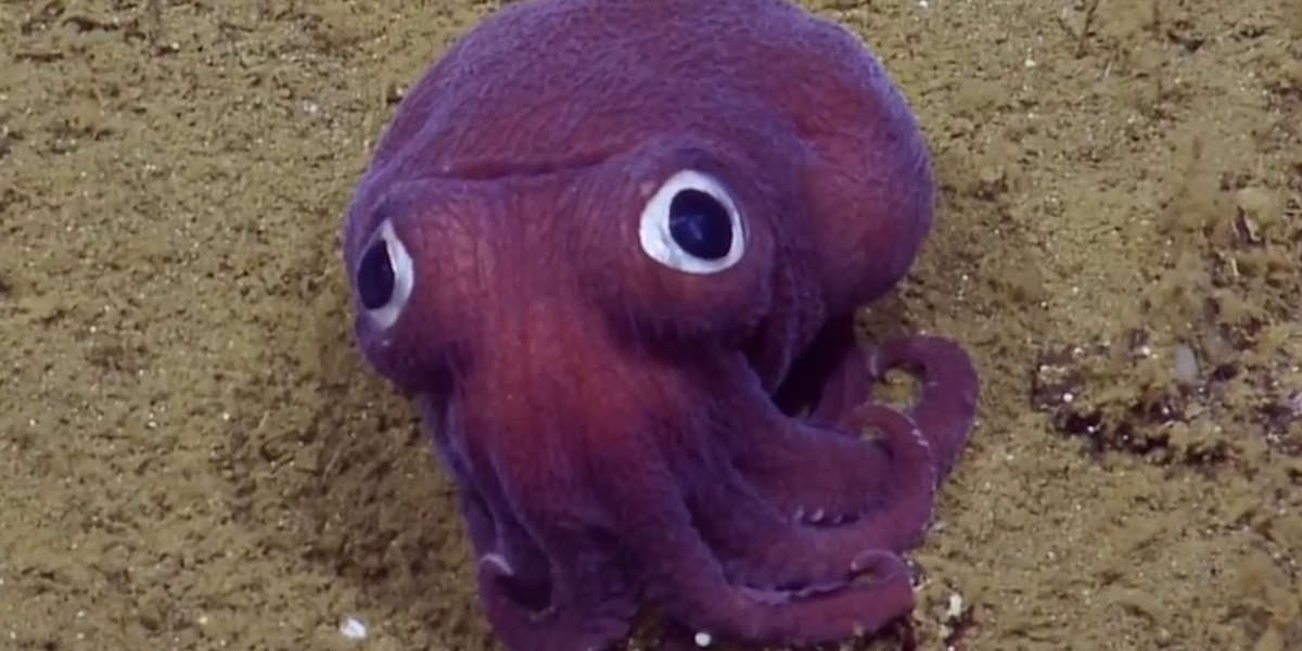 Scientists Freak Out Over Crazy-Looking Animals - Videos - The Dodo