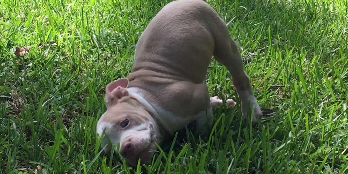 Wobbly Puppy Decides She’s Going To Learn How To Run - Videos - The Dodo