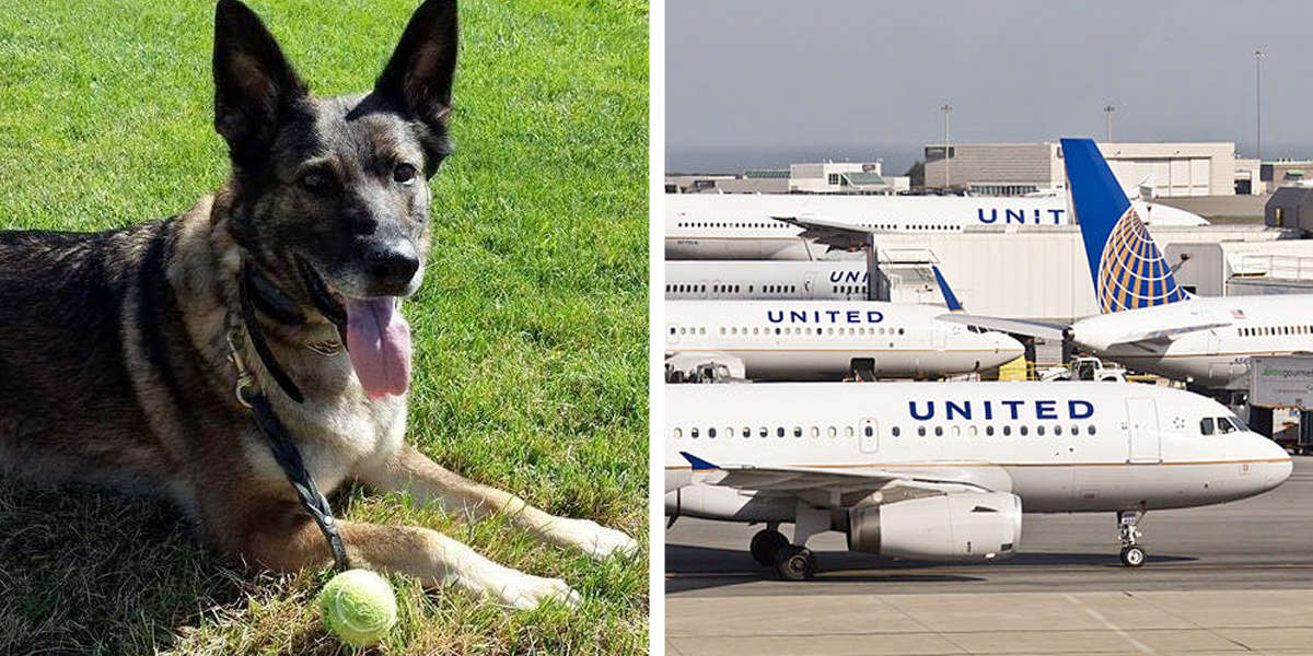 United Airlines Sends Kansas Family's Dog To Japan By Mistake The Dodo