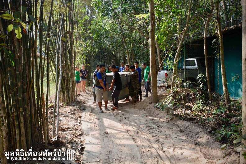 'Pet' bear being carried to sanctuary in Thailand