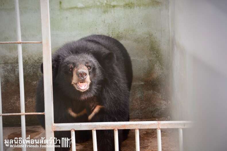 'Pet' bear smiling when rescuers open her cage