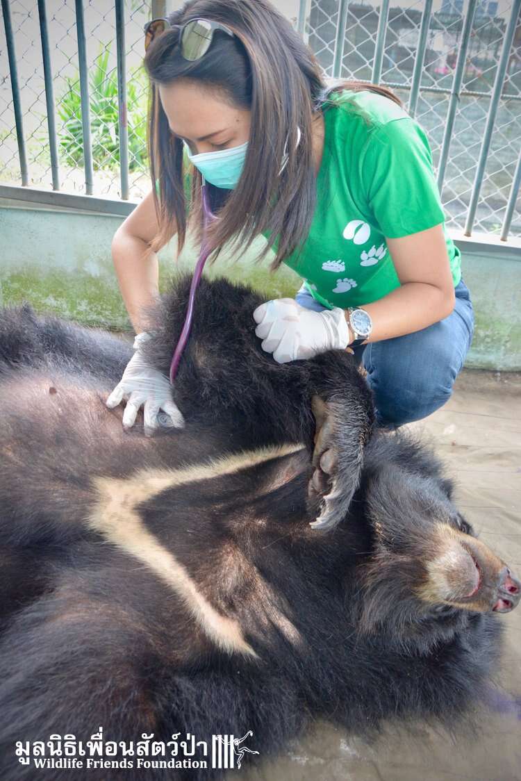 Rescuer examines 'pet' bear in Thailand