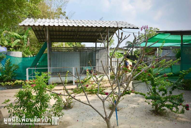 Cage in family's yard in Thailand