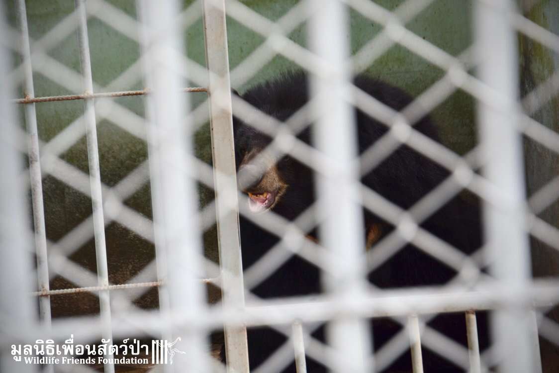 Bear in cage in family's yard in Thailand