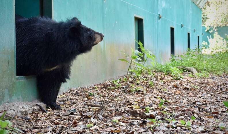 'Pet' bear arriving at sanctuary in Thailand