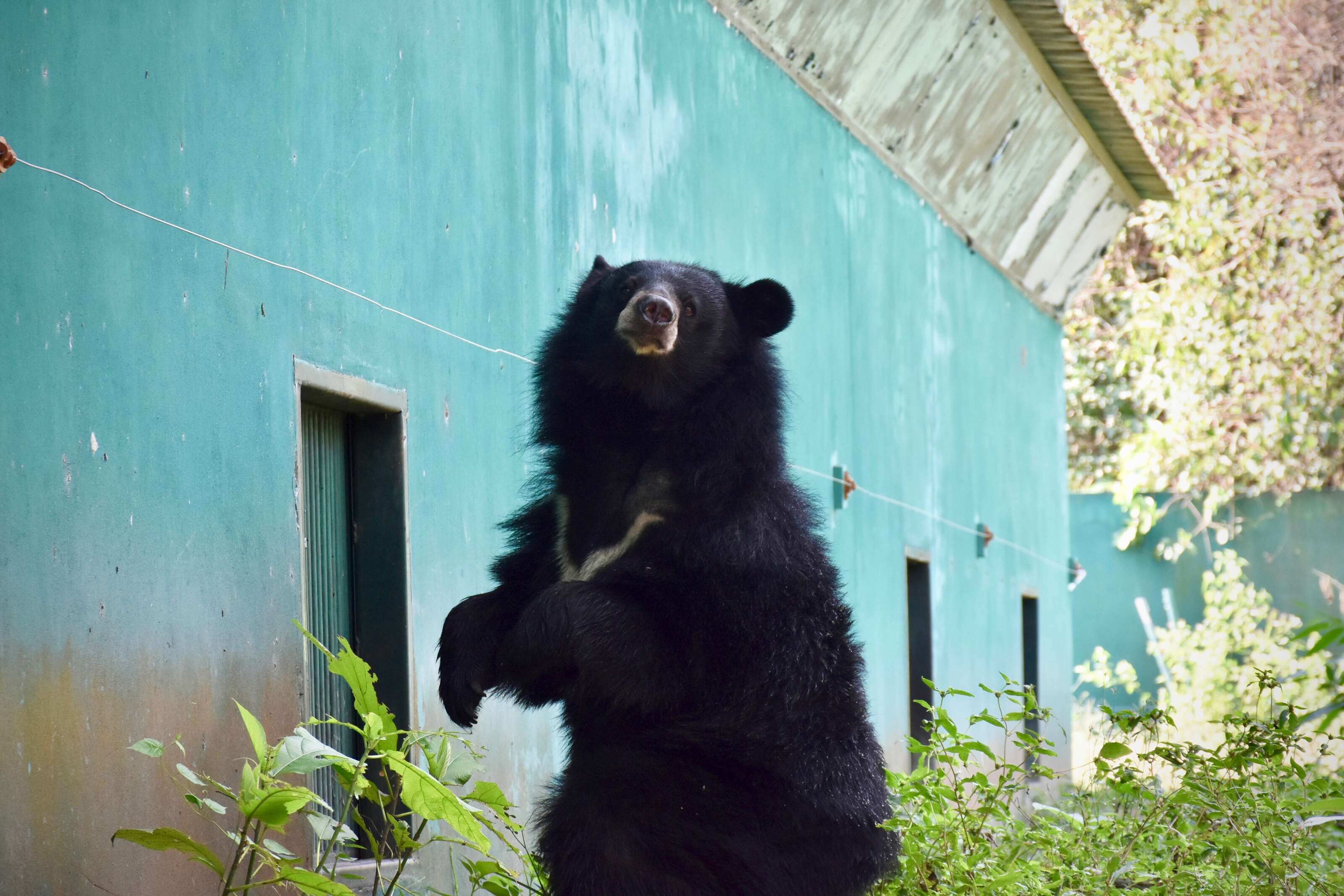 'Pet' bear arriving at sanctuary in Thailand