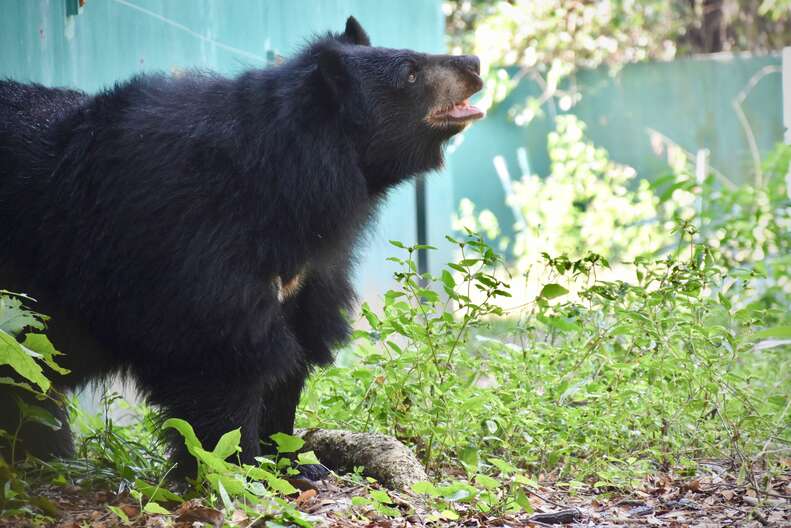 'Pet' bear arriving at sanctuary in Thailand