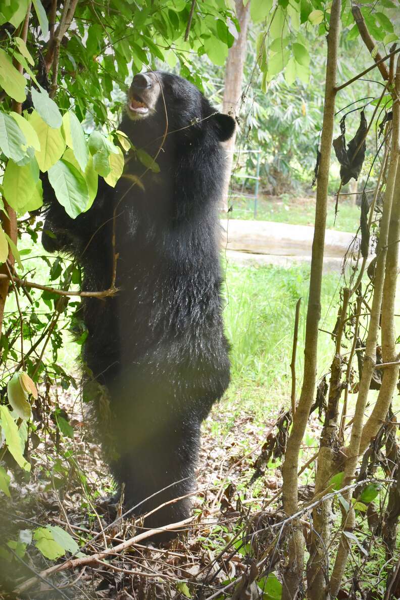 'Pet' bear Joy at sanctuary in Thailand