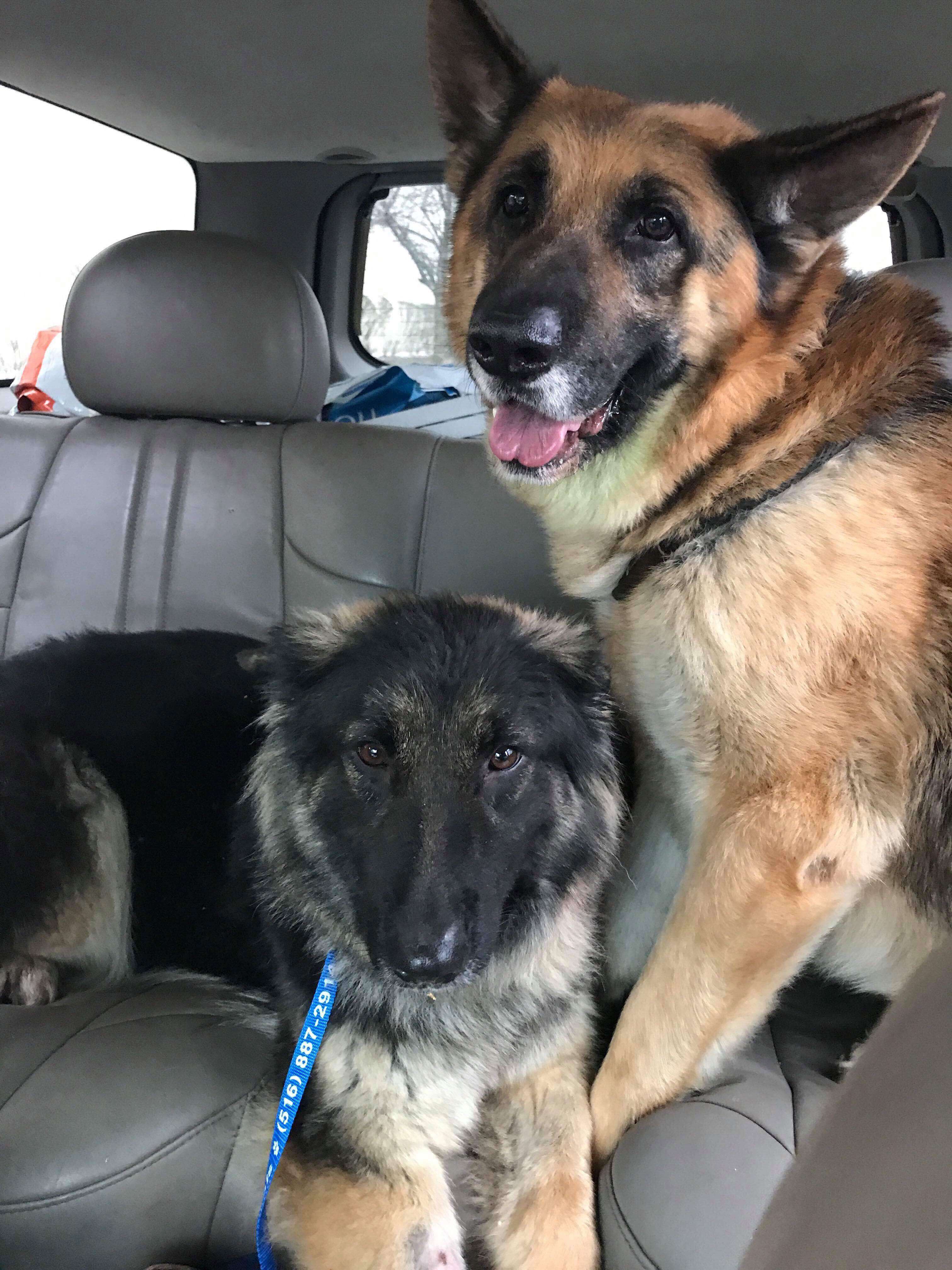 Bonded dogs saved from Tennessee breeder 