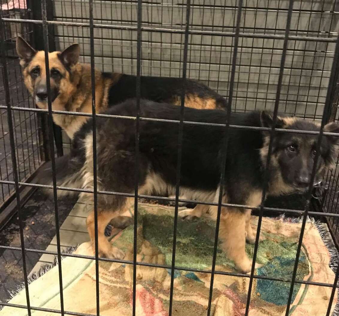 Bonded dogs saved from hoarding situation 