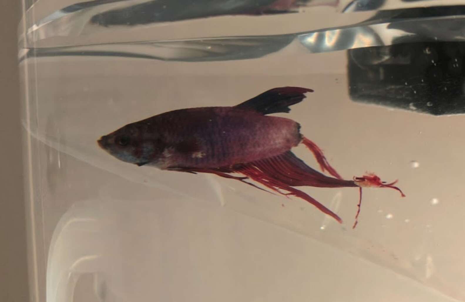 dying-betta-fish-rescued-from-walmart-makes-a-stunning-transformation