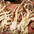 Denver, Colorado Moves To Decriminalize Magic Mushrooms