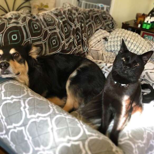 cat with no eyelids and her dog best friend