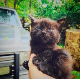 cat with no eyelids