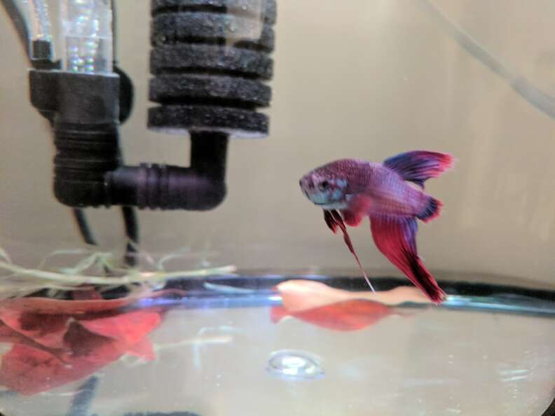 Dying Betta Fish Rescued From Walmart Makes A Stunning Transformation The Dodo