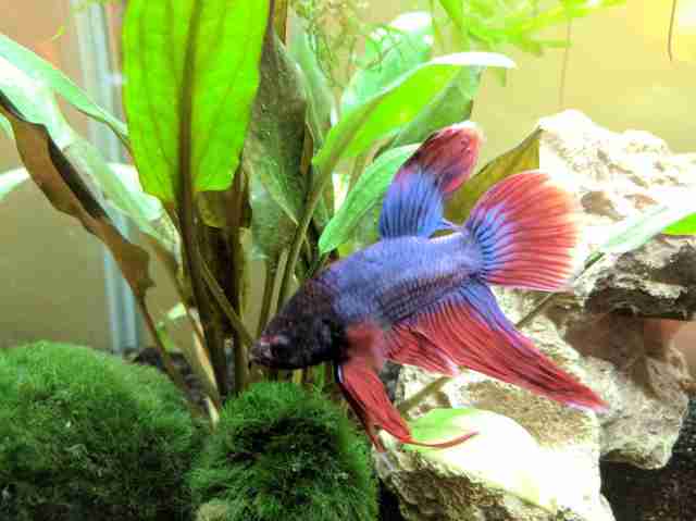 Dying Betta Fish Rescued From Walmart Makes A Stunning ...