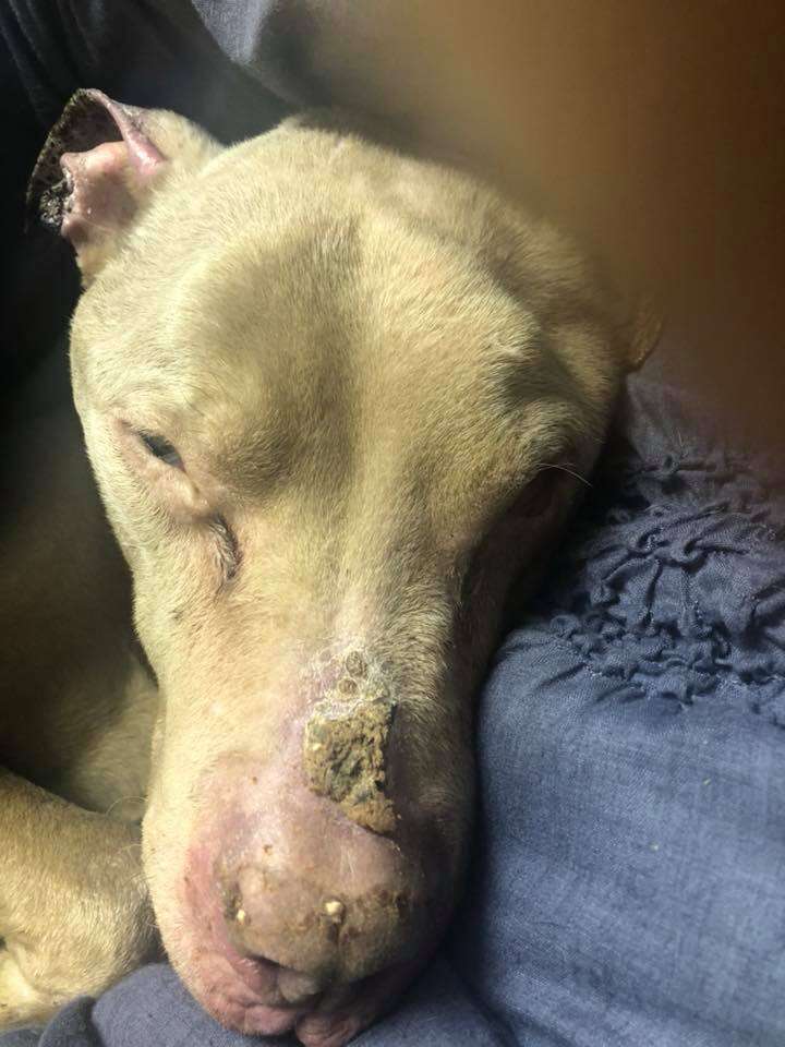 sick dog dying pennsylvania