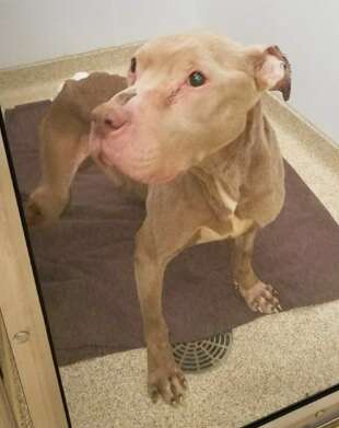 dying dog cancer