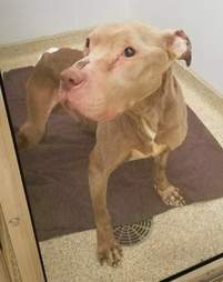 dying dog cancer
