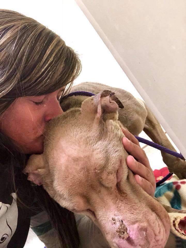 dog cancer dying pennsylvania