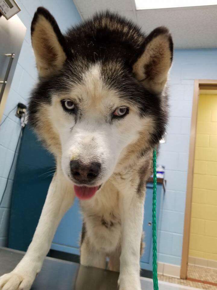 Dog standing on vet clinic table