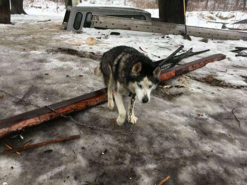 Chained up dog on snowy ground