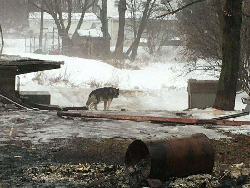 Dog chained up outside